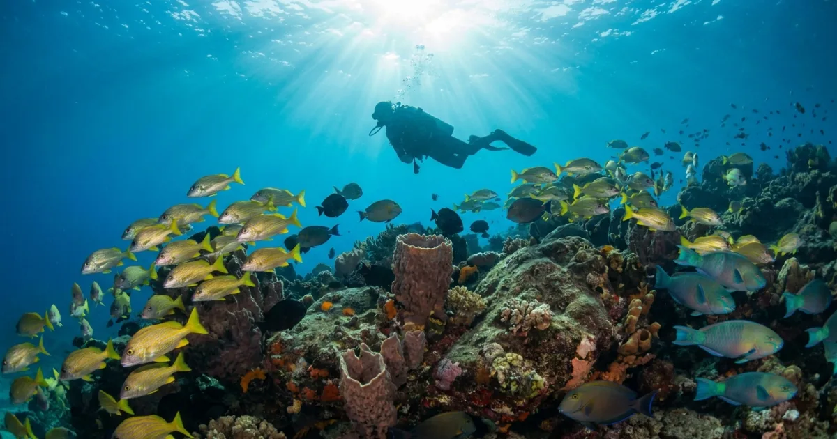 Top 10 escuelas de buceo en la Bahía de Banderas